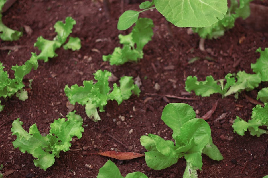 Close-up view of a vegetable bed showing young, fresh lettuce seedlings with ruffled, bright green leaves growing directly in dark, moist soil. The bed is organized with evenly spaced plants, surround